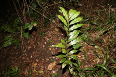 Eupomatia bennettii