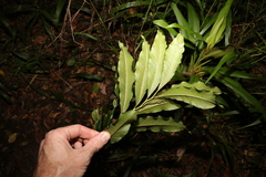 Eupomatia bennettii