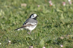 Motacilla alba