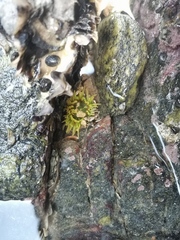 Anthopleura fuscoviridis