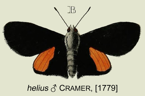 Xenandra helius