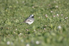 Motacilla alba
