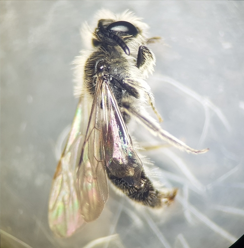 Andrena simontornyella
