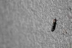 Scardiinae