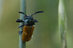 Labidostomis taxicornis