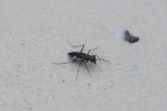 Hypaetha biramosa