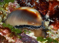 Lyncina ventriculus