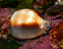 Lyncina ventriculus