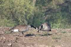 Branta canadensis