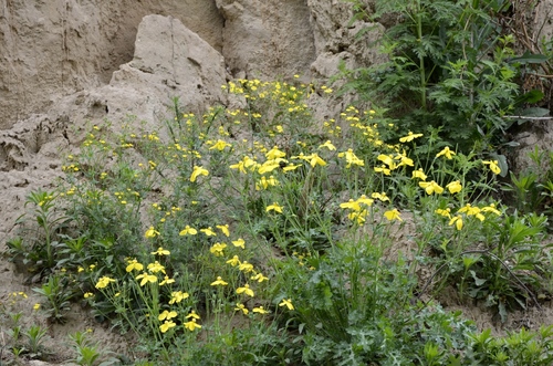 Dicranostigma leptopodum, photograph 1
