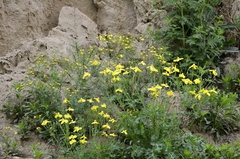 Dicranostigma leptopodum, photograph (c) Zinogre, some rights reserved (CC BY-SA)