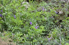 Vicia bungei