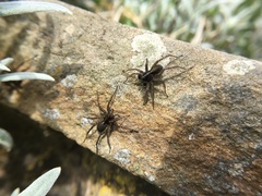Araneae