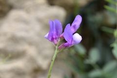 Vicia bungei