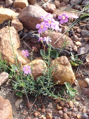 Chaenostoma subnudum