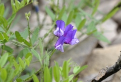 Vicia bungei