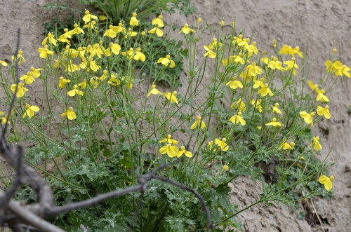 Dicranostigma leptopodum