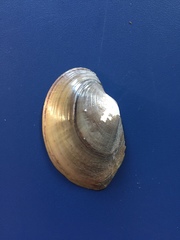 Atlanticoncha ochracea