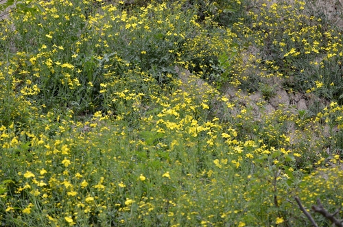 Dicranostigma leptopodum, photograph 2