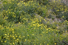 Dicranostigma leptopodum, photograph (c) Zinogre, some rights reserved (CC BY-SA)