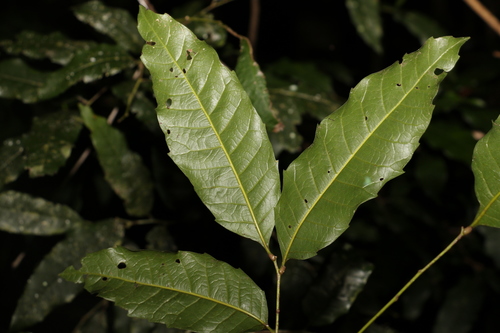 Image of Elattostachys nervosa by (c) Greg Tasney, some rights reserved (CC BY-SA)