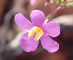 Chaenostoma subnudum
