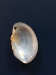 Atlanticoncha ochracea