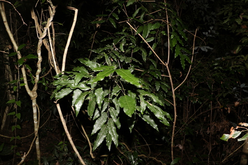 Image of Elattostachys nervosa by (c) Greg Tasney, some rights reserved (CC BY-SA)