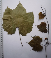 Vitis riparia