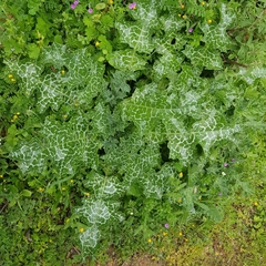 Silybum marianum