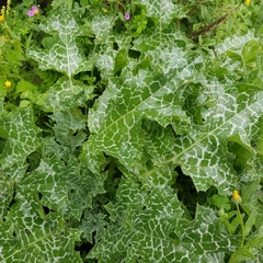 Silybum marianum