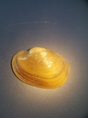 Atlanticoncha ochracea