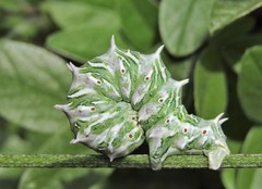 Apochima flabellaria