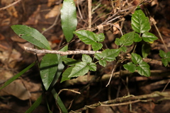 Jasminum singuliflorum