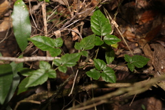 Jasminum singuliflorum