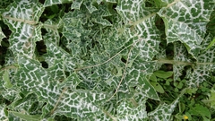 Silybum marianum