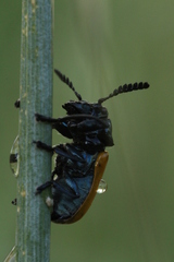 Labidostomis taxicornis