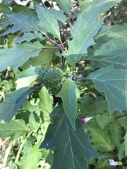 Datura stramonium