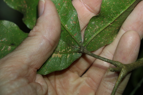 Image of Acronychia pubescens by (c) Greg Tasney, some rights reserved (CC BY-SA)