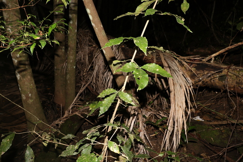 Image of Acronychia pubescens by (c) Greg Tasney, some rights reserved (CC BY-SA)