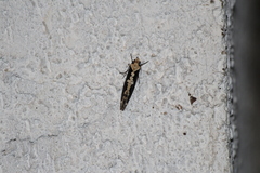 Scardiinae