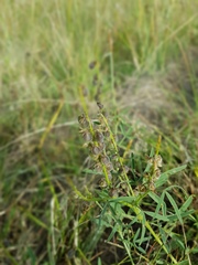 Crotalaria sphaerocarpa