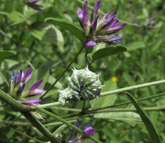 Apochima flabellaria