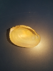 Atlanticoncha ochracea