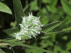 Apochima flabellaria