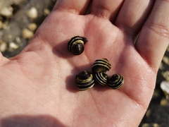 Littorina brevicula