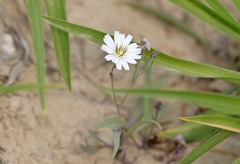 Ixeris strigosa