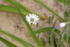 Ixeris strigosa