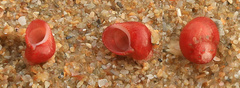 Tricolia