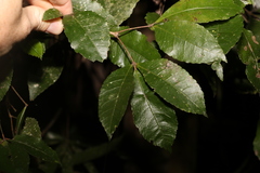 Pseudoweinmannia lachnocarpa